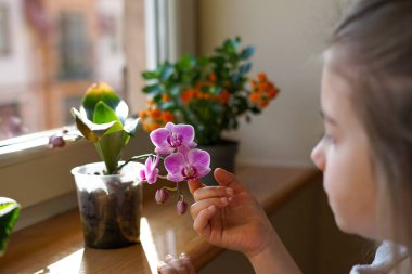 Genç bir kız, güneşli bir pencere pervazında çiçek açan bir orkideye nazikçe dokunur ve güzelliğine hayran kalır.