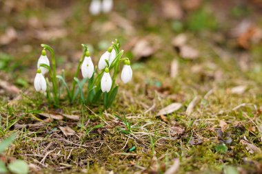 Bir grup beyaz kar damlası yosun ve kuru yaprakların arasında açarak baharın gelişini sembolize etti.