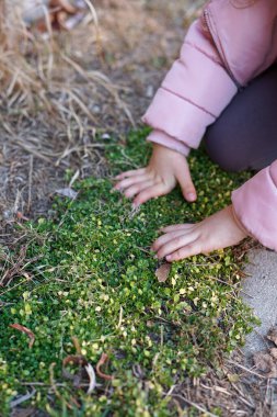 Küçük kızın ellerinin, baharın başında yerdeki yeşil bitkileri keşfetmesi.