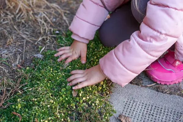 Küçük kızın ellerinin, baharın başında yerdeki yeşil bitkileri keşfetmesi.