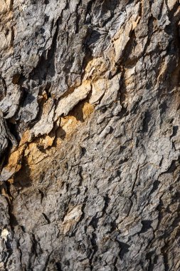 Engebeli ağaç kabuğunun doğal çatlakları ve sıcak toprak tonlarıyla detaylı bir yakın çekimi.