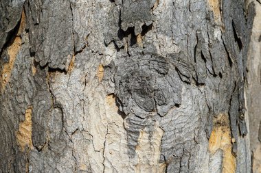 Çatlamış ağaç kabuklarının yakın çekiminde karmaşık desenler ve kabuk soyma katmanları doğal dokuları gösterir.