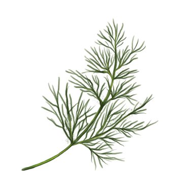 Tüylü dokusunu ve narin yapısını beyaz arka planda gösteren yeşil dereotu yaprağının ayrıntılı bir suluboya çizimi..