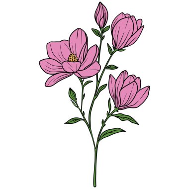 Yeşil yapraklı, pembe çiçek ve tomurcuklara sahip bir manolya çiçeğinin güzel bir vektör çizimi.