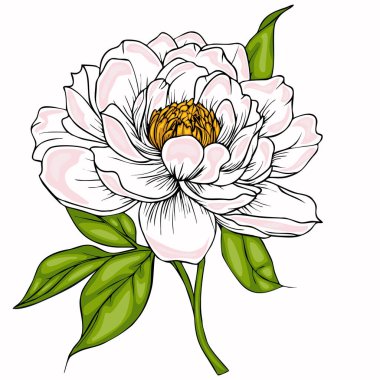 Yumuşak pembe yaprakları ve canlı yeşil yaprakları olan şakayık çiçeğinin detaylı bir çizimi. Çiçek, karmaşık yapısını gözler önüne seren altın bir merkeze sahiptir..