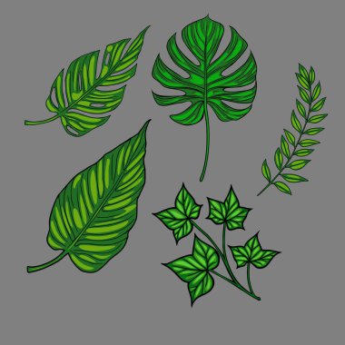 Çeşitli yeşil yapraklardan oluşan bir vektör koleksiyonu stilize edilmiş bir şekilde resmedilmiştir. Yapraklar arasında bir canavar yaprağı, bir eğreltiotu ve farklı şekil ve dokuları gösteren diğer tropikal türler bulunur..