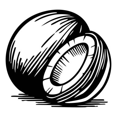 Siyah ve beyaz bir vektör. İki hindistan cevizi, biri diğerinin biraz arkasında, desenli kabuklarını ve beyaz iç organlarını gösteriyor..