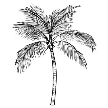 Uzun, ince gövdeli, gür yapraklı, tüylü bir hurma ağacının detaylı bir tasviri..