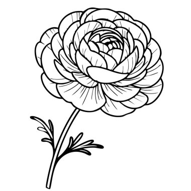 Katmanlı taç yapraklı ve kökünde yapraklar bulunan bir çiçeğin vektör detaylı çizimi.