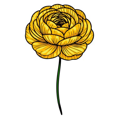 Katmanlı taç yaprakları ve uzun yeşil saplı sarı bir çiçeğin, karmaşık çizgiler gösteren ve gölgelendiren bir temsili vektör..