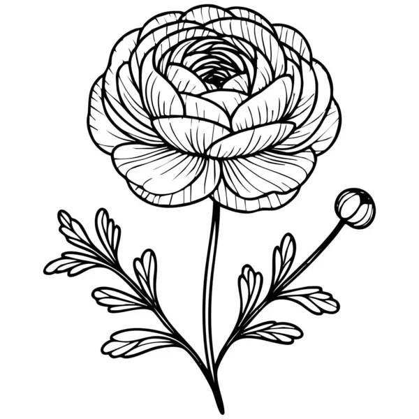 Katmanlı yaprakları ve yaprakları olan, karmaşık ayrıntıları ve doğal görünüşü olan bir çiçeğin vektör detaylı çizimi.