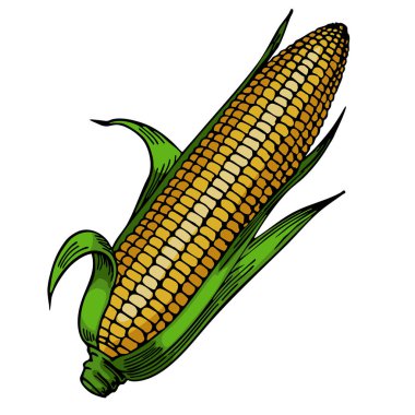 Altın çekirdekli ve yeşil kabuklu bir mısır kulağının canlı bir temsili. Mısır, doğal dokusunu ve rengini gösteren ayrıntılı, sanatsal bir şekilde tasvir edilir..