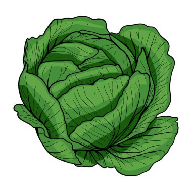 Katmanlı yapraklı taze yeşil bir lahananın, doğal dokusunu ve canlı rengini gösteren detaylı bir temsili vektör..