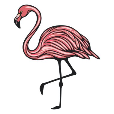 Canlı pembe tüyler ve siyah bir çizgiden oluşan bir flamingo tasviri..