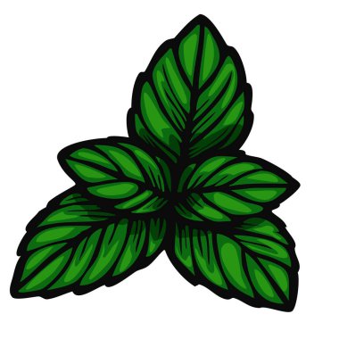 Detaylı damarları olan üç yeşil nane yaprağının stilize edilmiş vektör çizimi ve botanik ya da mutfak teması için uygun cesur bir taslak..