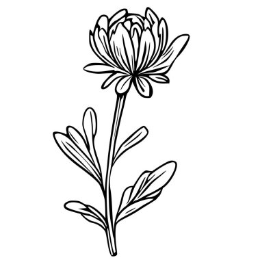 Ayrıntılı taç yaprakları ve yaprakları olan tek bir kasımpatı çiçeğinin zarif vektör çizimi, minimalist siyah ve beyaz çizgi sanat tarzında yapılmış..