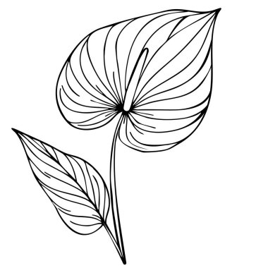 Detaylı çizgi sanatı ile stilize edilmiş bir Anthurium çiçeğinin zarif vektör çizimi, eşsiz kalp şeklindeki yapısını ve doku yapraklarını gözler önüne seriyor, botanik tasarımlar için mükemmel..