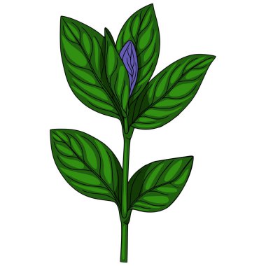Canlı yeşil yaprakları ve kapalı mor tomurcuğu olan, karmaşık yaprak venasyonu ve çarpıcı, çarpıcı bir grafik tarzı olan stilize edilmiş bir bitkinin ayrıntılı vektör çizimi.