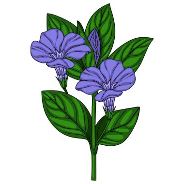 İki canlı mor çiçek ve yemyeşil yapraklı stil menekşeli menekşe filizinin hassas vektör çizimi, botanik tasarımlar için mükemmel ayrıntılı bir el çizimi biçimi sergiliyor..