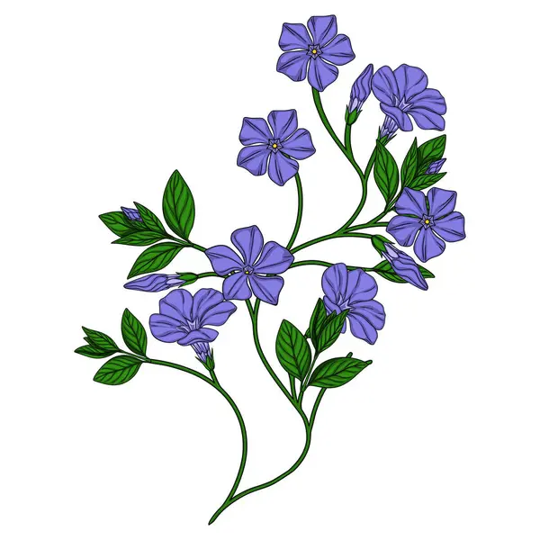 Çiçekler açan ve tomurcuklanan bir menekşe dalının hassas vektör çizimi, canlı mor ve yeşil renklerle detaylı çizgiler, bahar tasarımları için mükemmel..