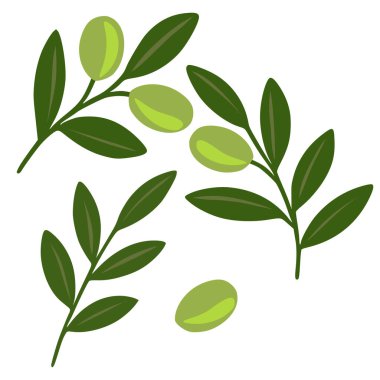 Yeşil yapraklar ve zeytinlerin değişik tonlarında şekillendirilmiş zeytin dalları içeren bir vektör çizimi, taze ve doğal bir tasarım elementi oluşturur..