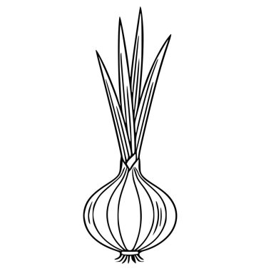 Canlı yeşil lahanaları olan tek bir soğanın detaylı bir vektör çizimi, mutfak veya tarım tasarımları için mükemmel bir el çizimi tarzı sergiliyor..