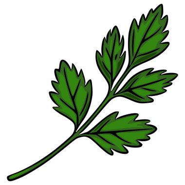 Tek bir maydanoz dalının canlı bir vektör çizimi, elle çizilmiş detaylı yapraklar ve zengin yeşil renkler sergiliyor, mutfak veya botanik tasarımlar için mükemmel..