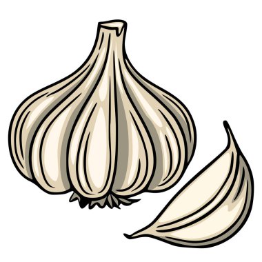 Tüm bir sarımsak ampulü ve tek bir karanfilin detaylı vektör çizimi, kalın çizgiler ve bej renk paleti ile el çizimi bir stil sergiliyor, mutfak tasarımları için mükemmel..
