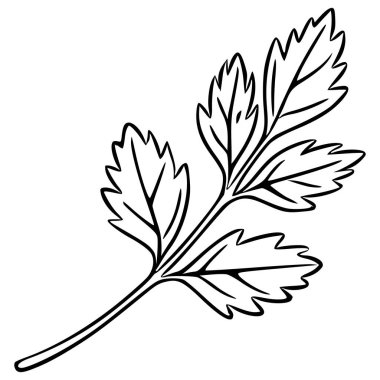 Tek bir kişniş filizi vektör illüstrasyonudur. Beyaz zemin üzerinde koyu siyah çizgilerle detaylandırılmış. Benzersiz yaprak yapısı ve zarif sadeliğini gözler önüne serer..