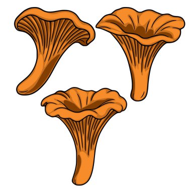Detaylı solungaçları ve pürüzsüz bir gövdesi olan canlı turuncu renkte tasvir edilen üç chanterelle mantarının vektör çizimi benzersiz huni şekillerini gözler önüne seriyor..