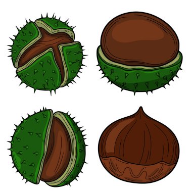 Dört kestanenin detaylı vektör çizimi, bütün olarak gösteriliyor ve dikenli kabukları ve pürüzsüz kahverengi fındıkları olan yarım versiyonları, sonbahar tasarımları için ideal..