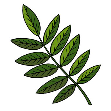 Sekiz yeşil yapraklı bir filizin vektör çizimi, ayrıntılı damar yapısı, koyu renk çizgisi, beyaz arka planda izole edilmiş..