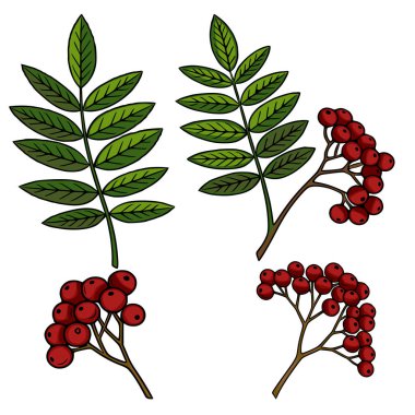 Böğürtlen ve yapraklı rovan dallarının detaylı vektör çizimi, canlı kırmızı böğürtlenler ve yemyeşil yapraklar, sonbahar tasarımları için mükemmel..