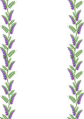 Zarif vektör çiçek çerçevesi, iki dikey dikey dikey çizgili mor renkli vetch çiçekleri ve beyaz arka planda yeşil yapraklar, davetiyeler veya kartlar için mükemmel..