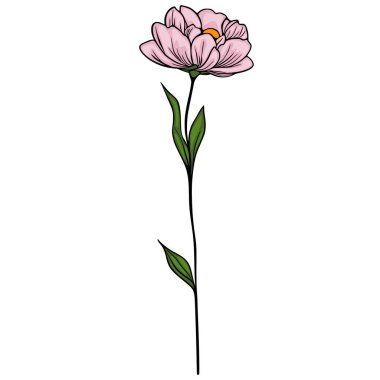 Uzun saplı yeşil yapraklı, beyaz arkaplanda izole edilmiş tek bir pembe şakayık çiçeğinin zarif vektör çizimi.