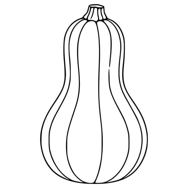 Şeklini ve dokusunu vurgulayan belirgin kıvrımlı çizgilerle detaylı bir çizim stili içeren bir kelebek kabağının vektör çizimi.