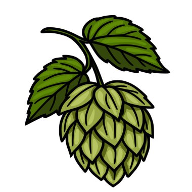 Birahane etiketleri veya botanik tasarımları için ideal, karmaşık yapısını ve canlı yeşil renklerini gösteren, iki yapraklı bir koninin ayrıntılı vektör çizimi.