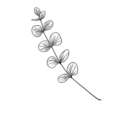 Ayrıntılı yapraklarla tek bir okaliptüs dalının zarif vektör çizimi, davetiyeler, kartlar veya markalar için mükemmel minimalist bir sanat tarzını sergiliyor..