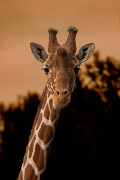 Afrika, Kenya savanındaki zürafa.