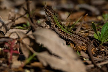 Yeşil yapraklı yeşil bir kertenkelenin yakın plan fotoğrafı.