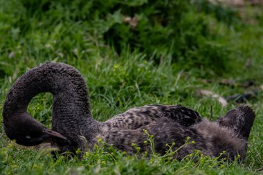 Çimenlerdeki sevimli bir kuğunun yakın plan fotoğrafı.