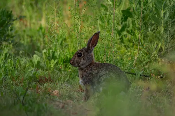 Avrupa tavşanı ormandaki bir tavşandır.