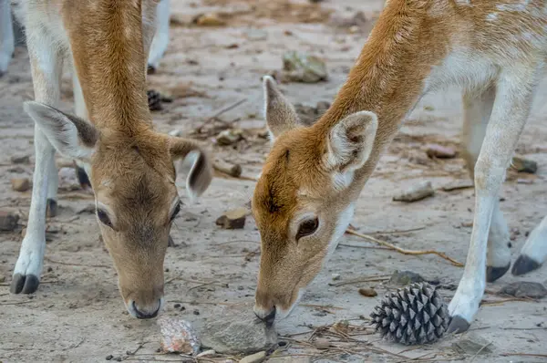 Dağların güzel manzarası