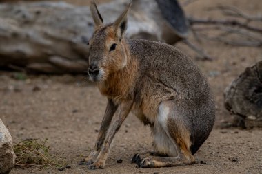 Hayvanat bahçesinde kanguru