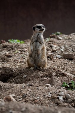 Avrupa mirketi, icicata suricata. Hayvanat bahçesindeki küçük hayvan.