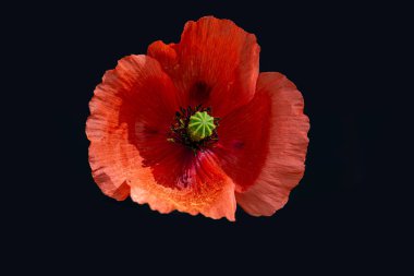 Fleure, poppy in France