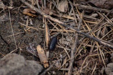 Ormanda küçük bir böcek