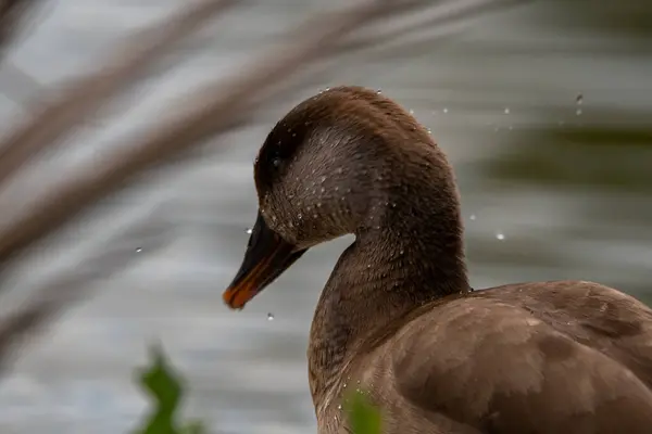 Siyah başlı balıkçıl (arola ardius) )