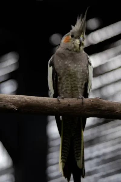 Hayvanat bahçesinde bir kuş