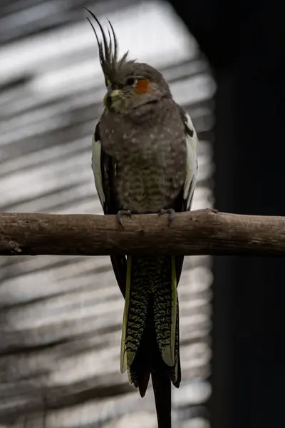 Çatıdaki güzel kuş